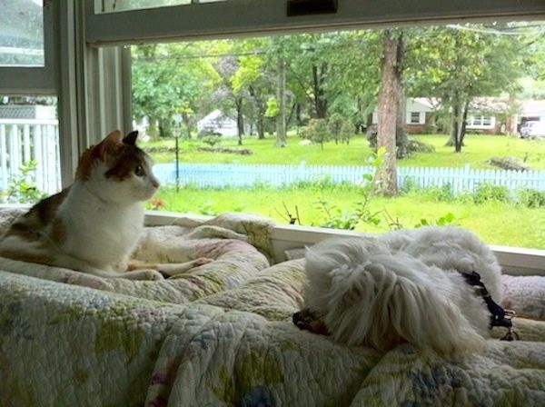 A brown and white cat and a small white dog sit at the window